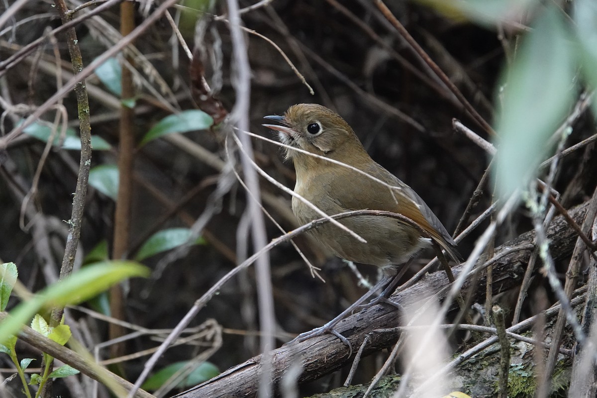 Perija Antpitta - ML613876306