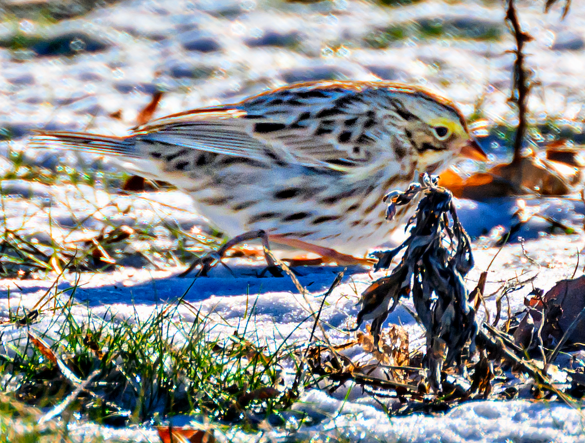 Savannah Sparrow - Kristine Mika