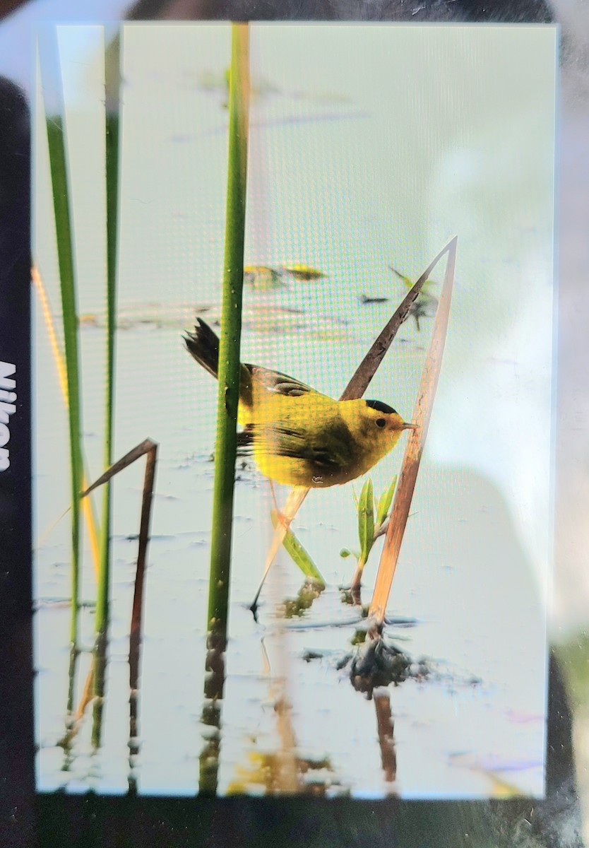 Wilson's Warbler - ML613876411