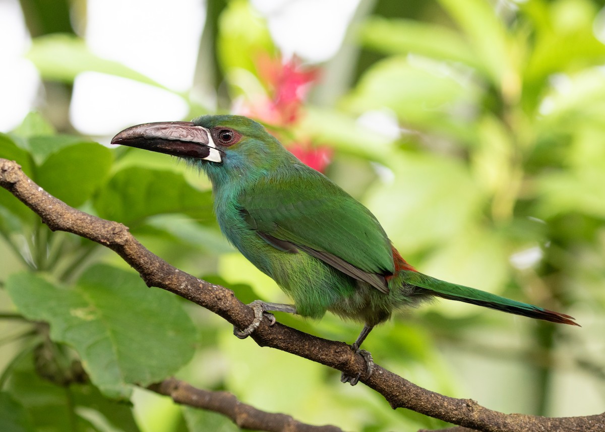 Crimson-rumped Toucanet - ML613876474