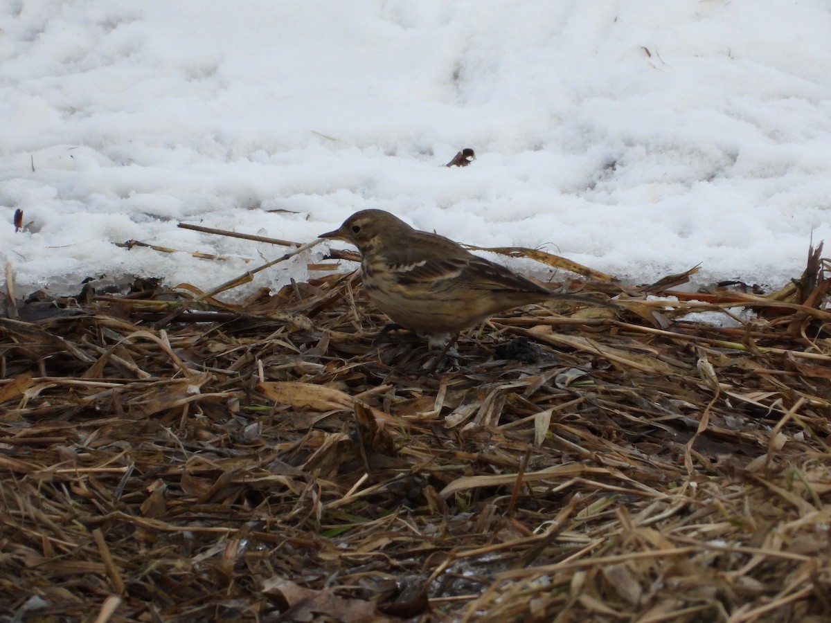 American Pipit - ML613876520