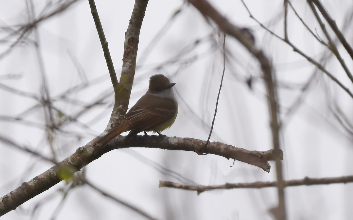 Dusky-capped Flycatcher - ML613876547