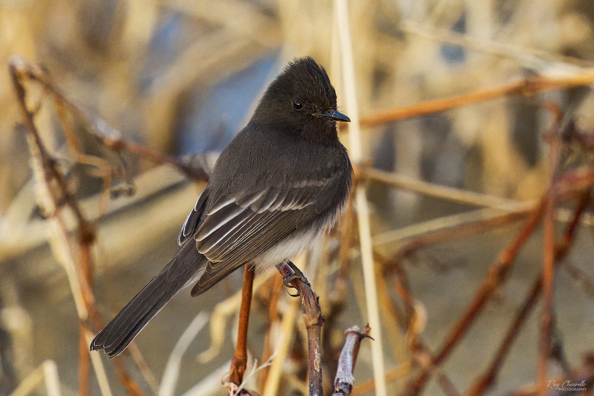 Black Phoebe - ML613876574