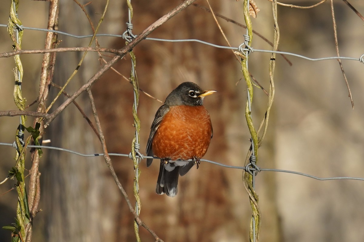 American Robin - ML613876619