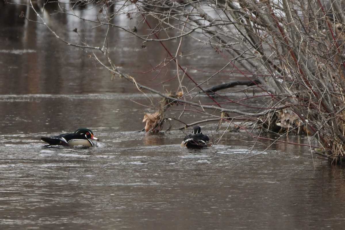 Wood Duck - David Gibbons