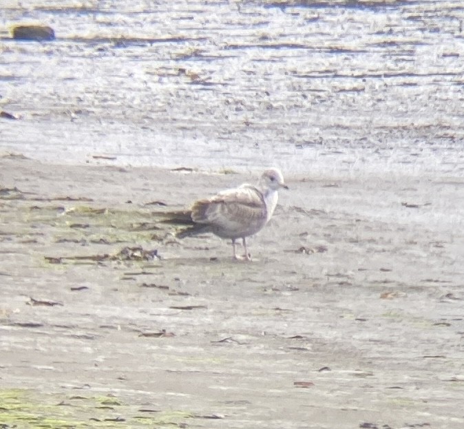 Short-billed Gull - ML613876686