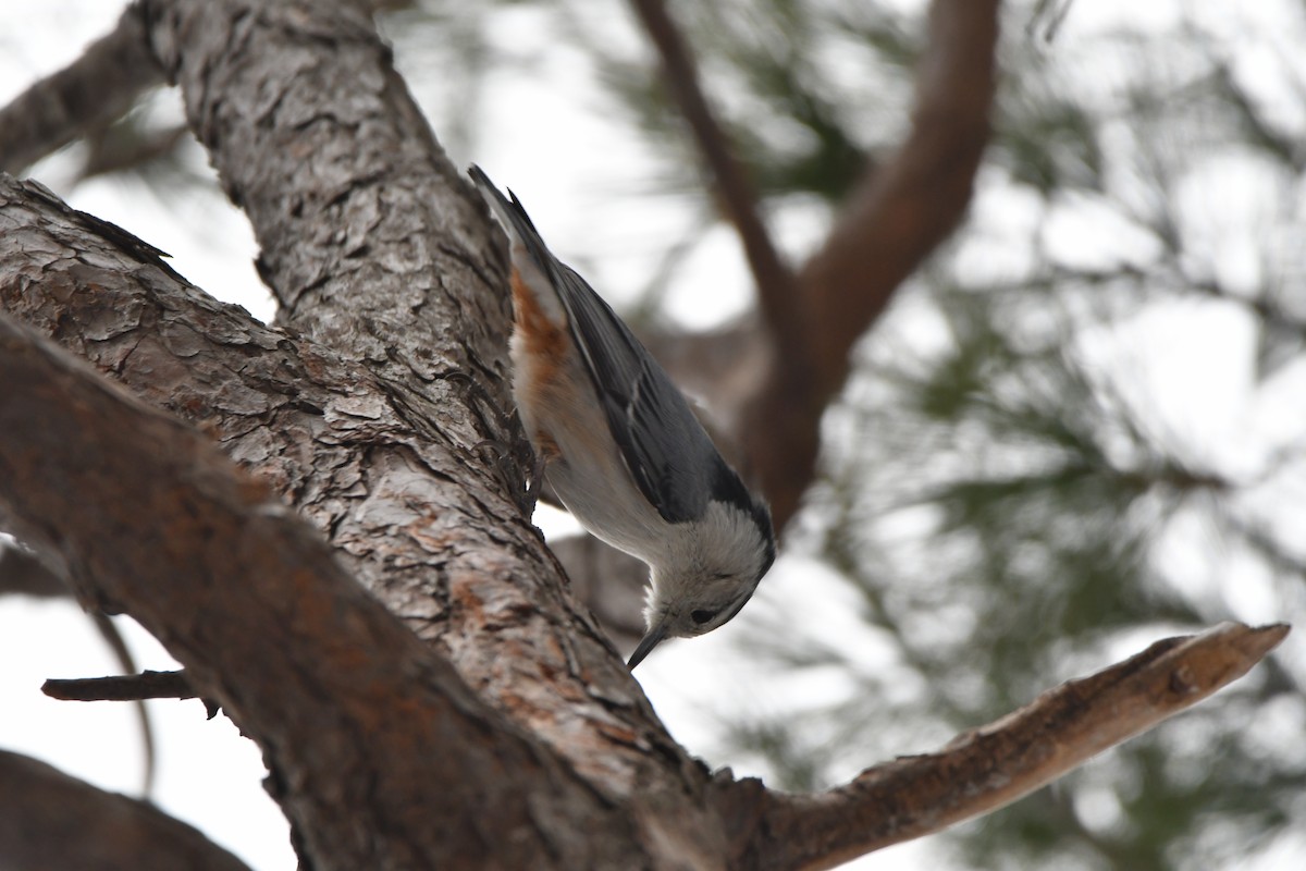 White-breasted Nuthatch - David Gibbons