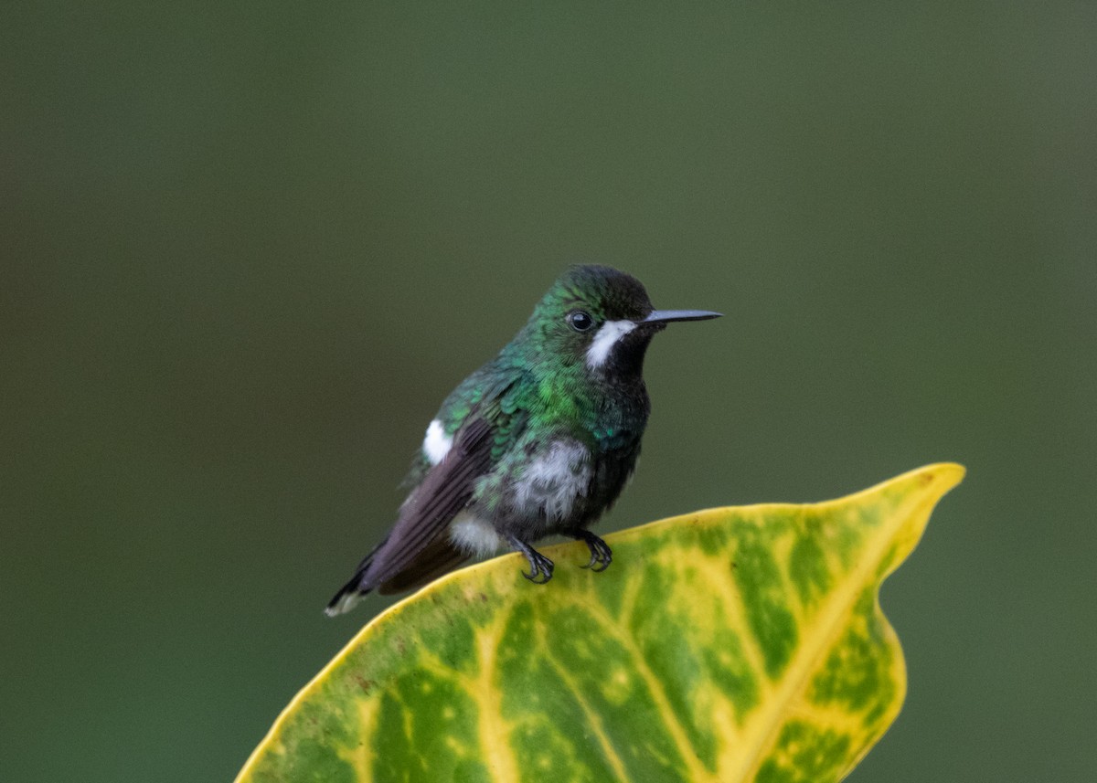 kolibřík trnoocasý - ML613876710