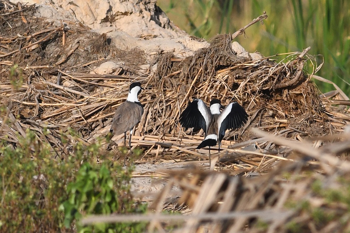 Spur-winged Lapwing - ML613876733