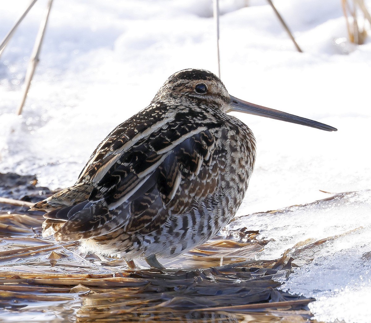 Wilson's Snipe - ML613876807