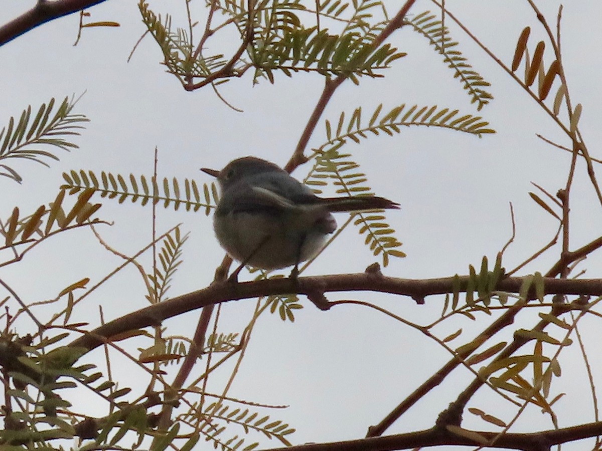 Black-tailed Gnatcatcher - ML613876837