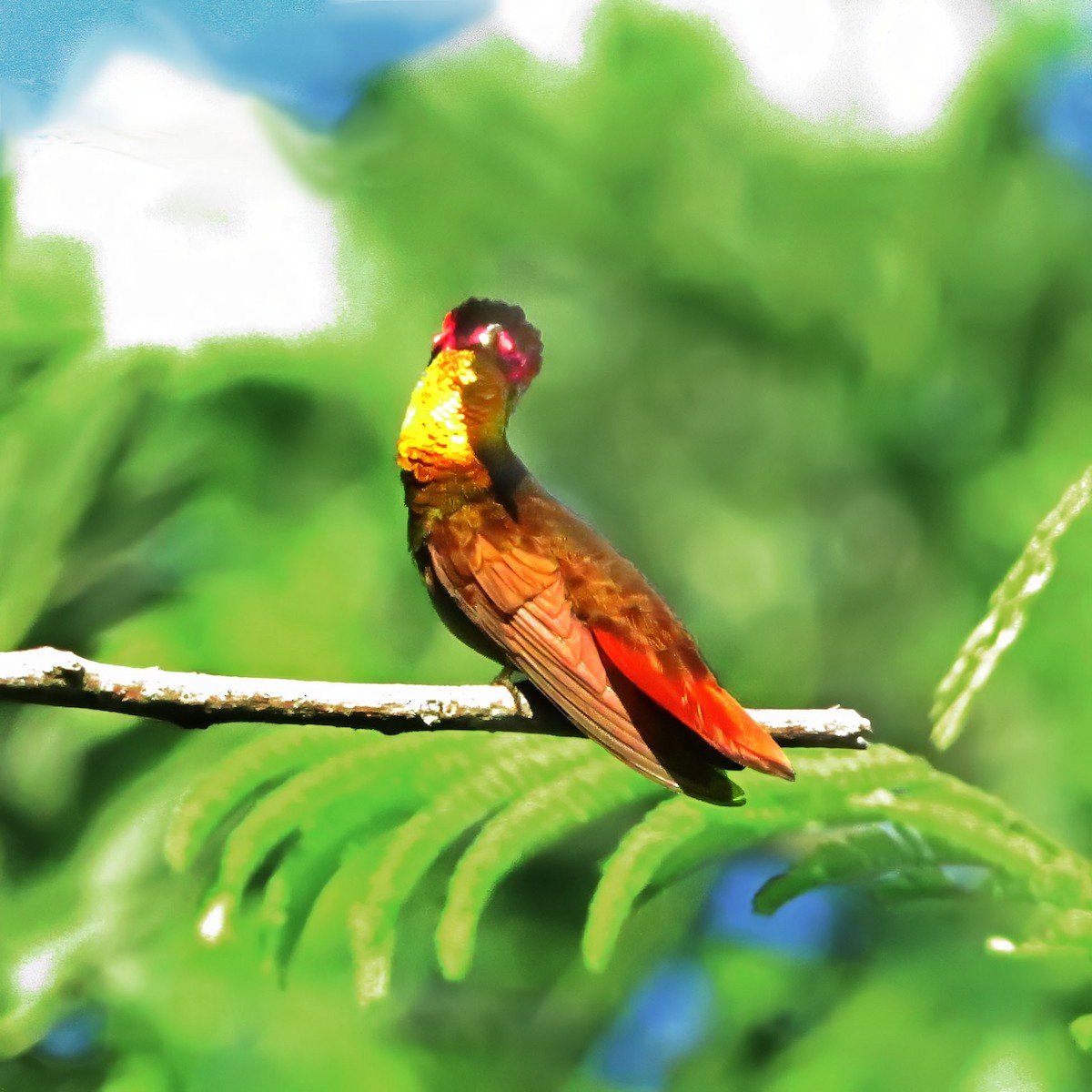 kolibřík červenohlavý - ML613876839