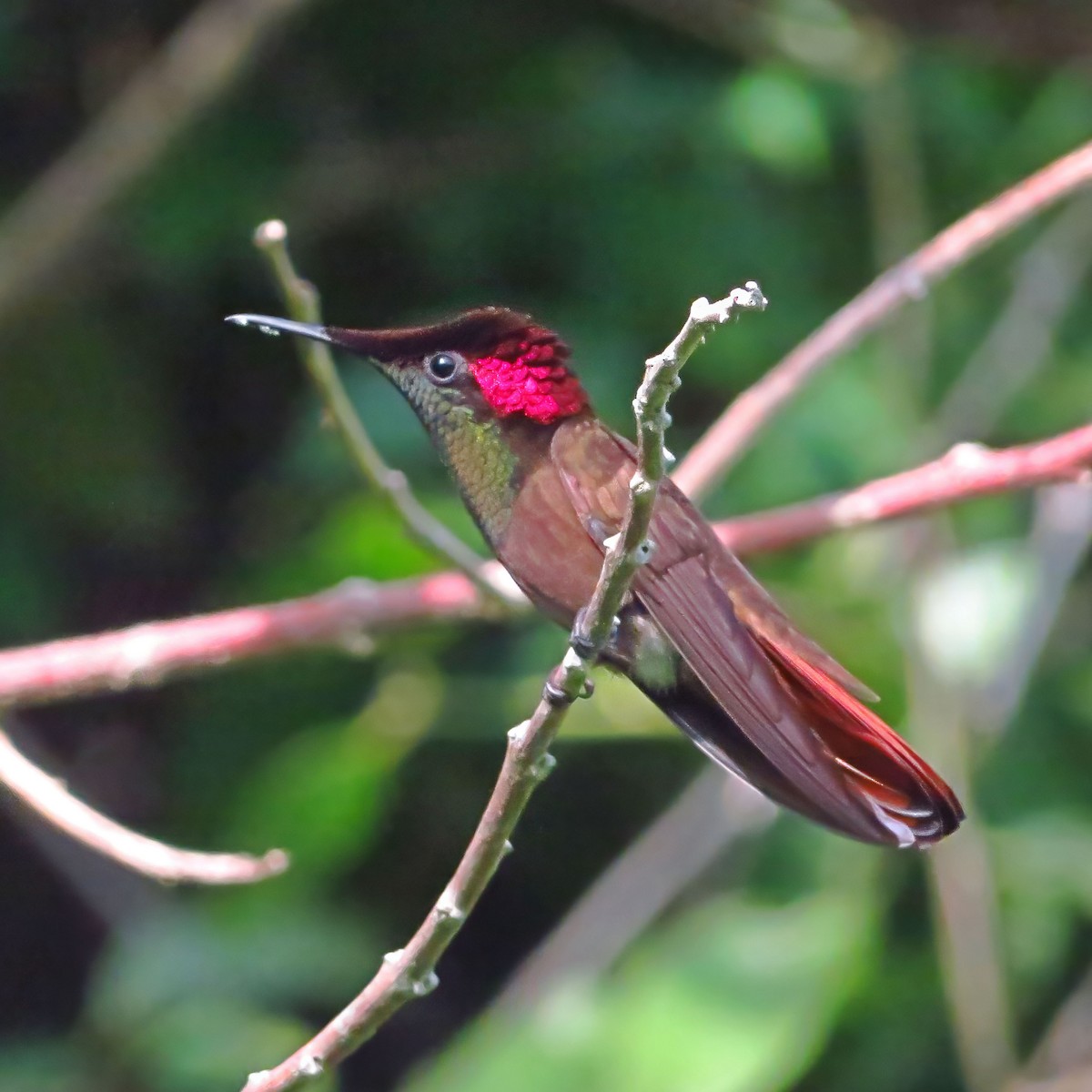 kolibřík červenohlavý - ML613876840
