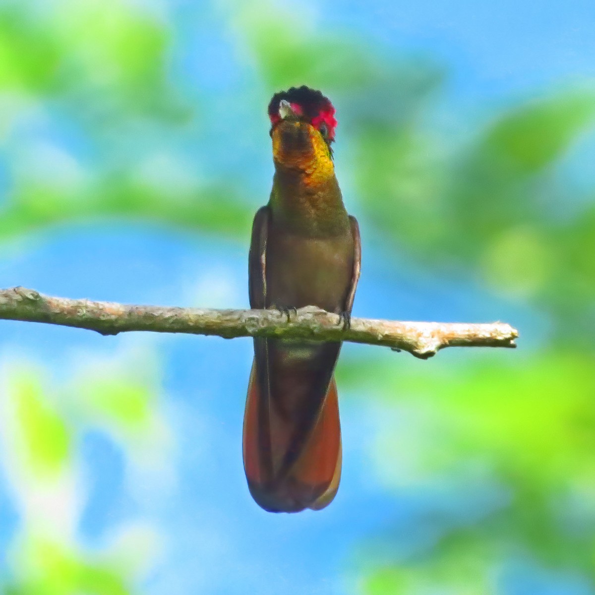 kolibřík červenohlavý - ML613876841