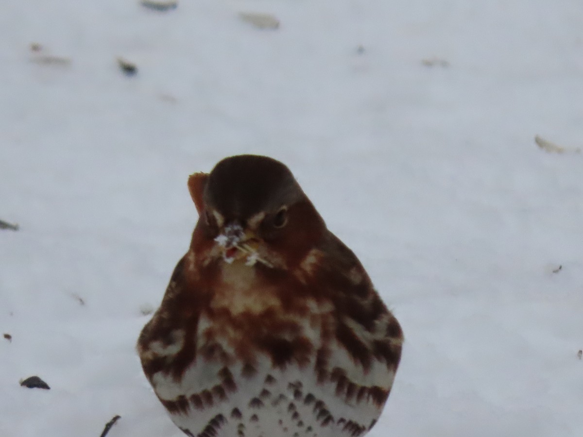 Fox Sparrow - ML613876877