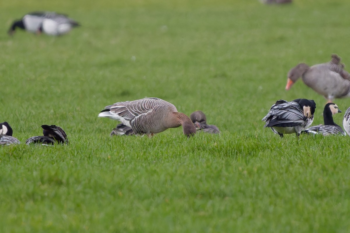 Pink-footed Goose - ML613876981