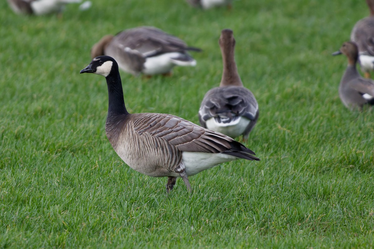 Branta musuzuria x Kanadako branta (hibridoa) - ML613877020