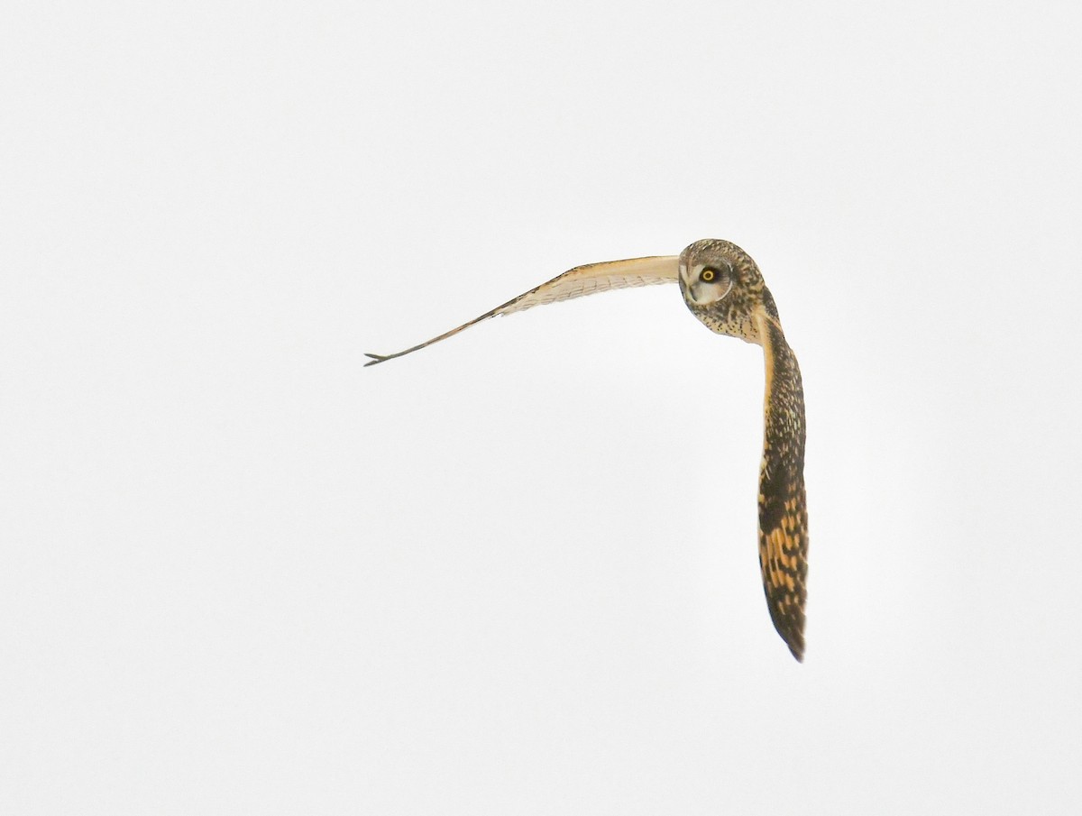 Short-eared Owl - ML613877074