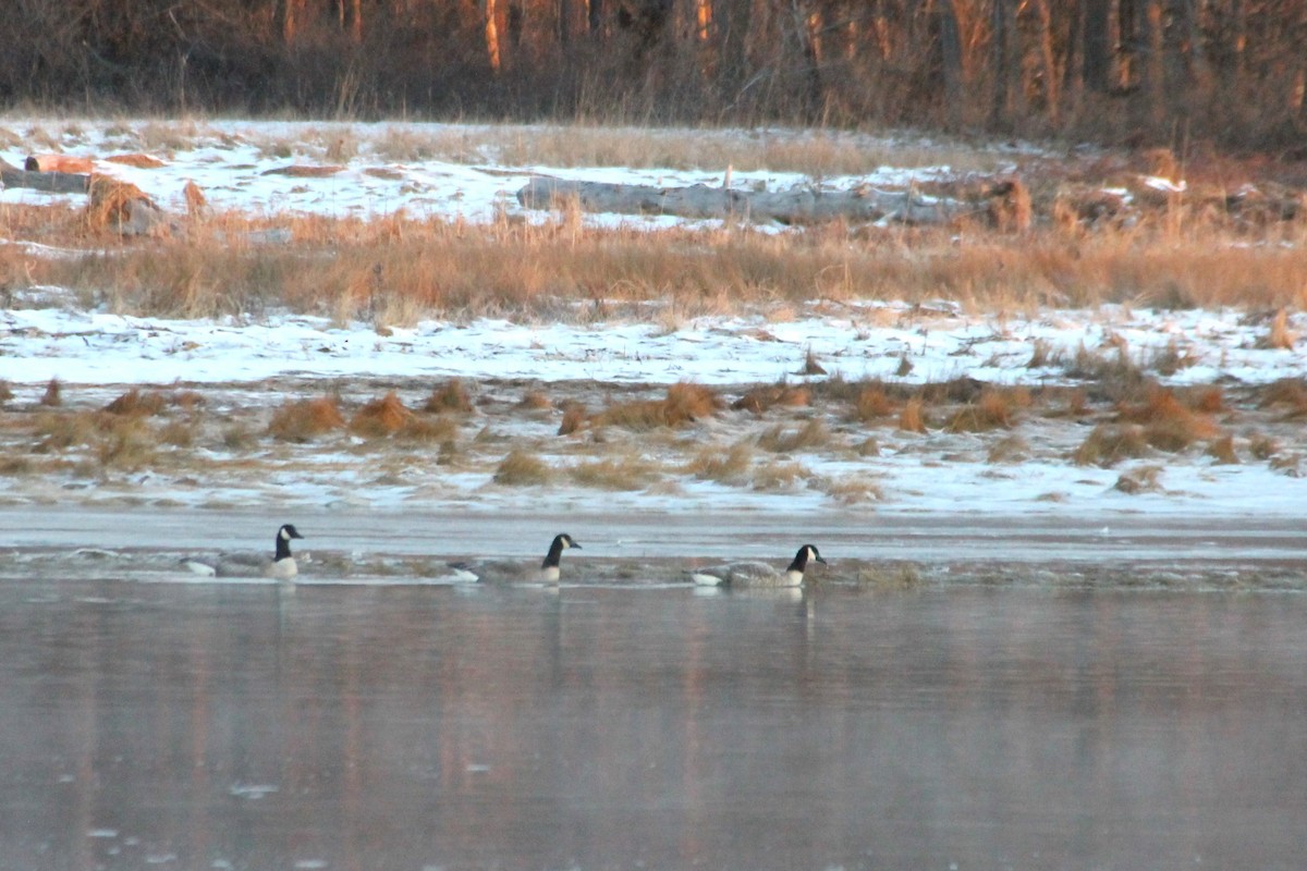 Canada Goose - ML613877080