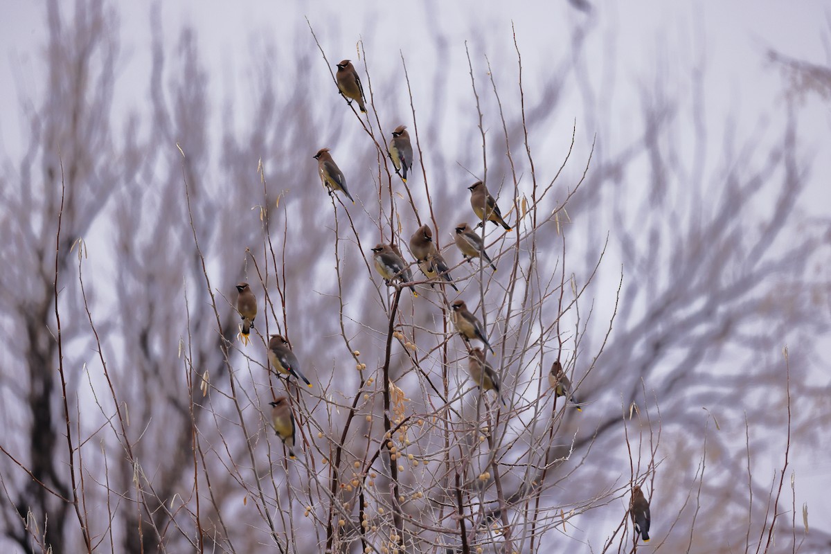 Cedar Waxwing - ML613877109