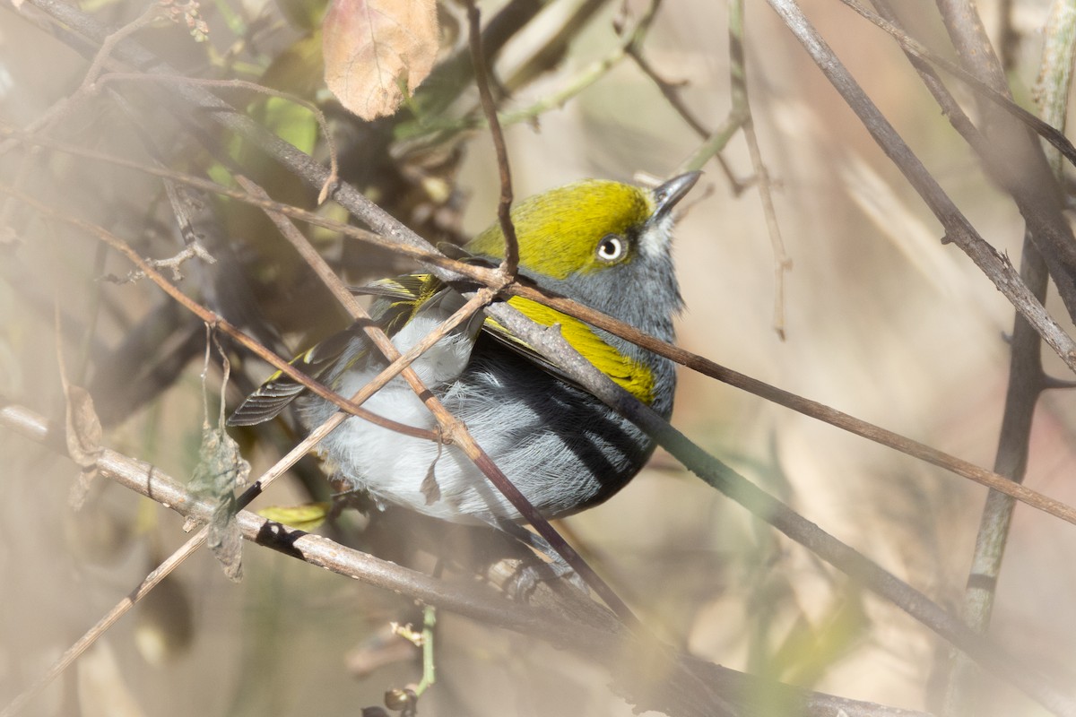 Slaty Vireo - Will Knowlton