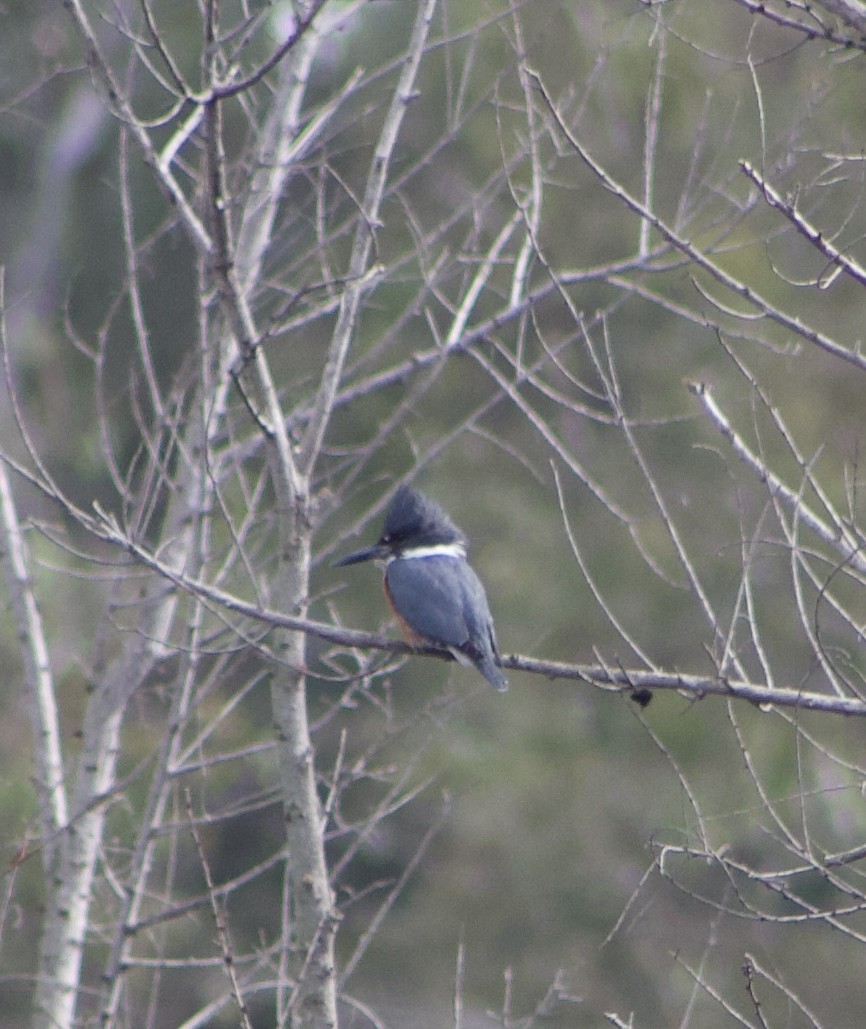 Belted Kingfisher - ML613877269