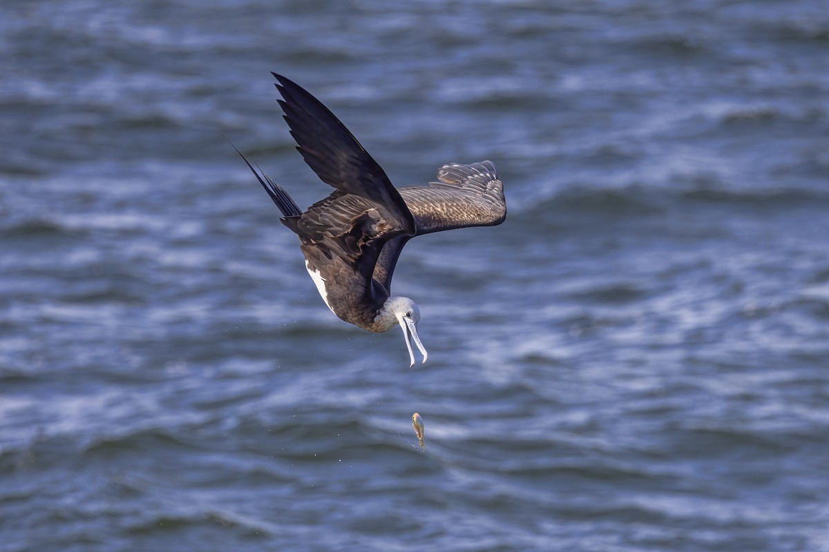 Great Frigatebird - ML613877285