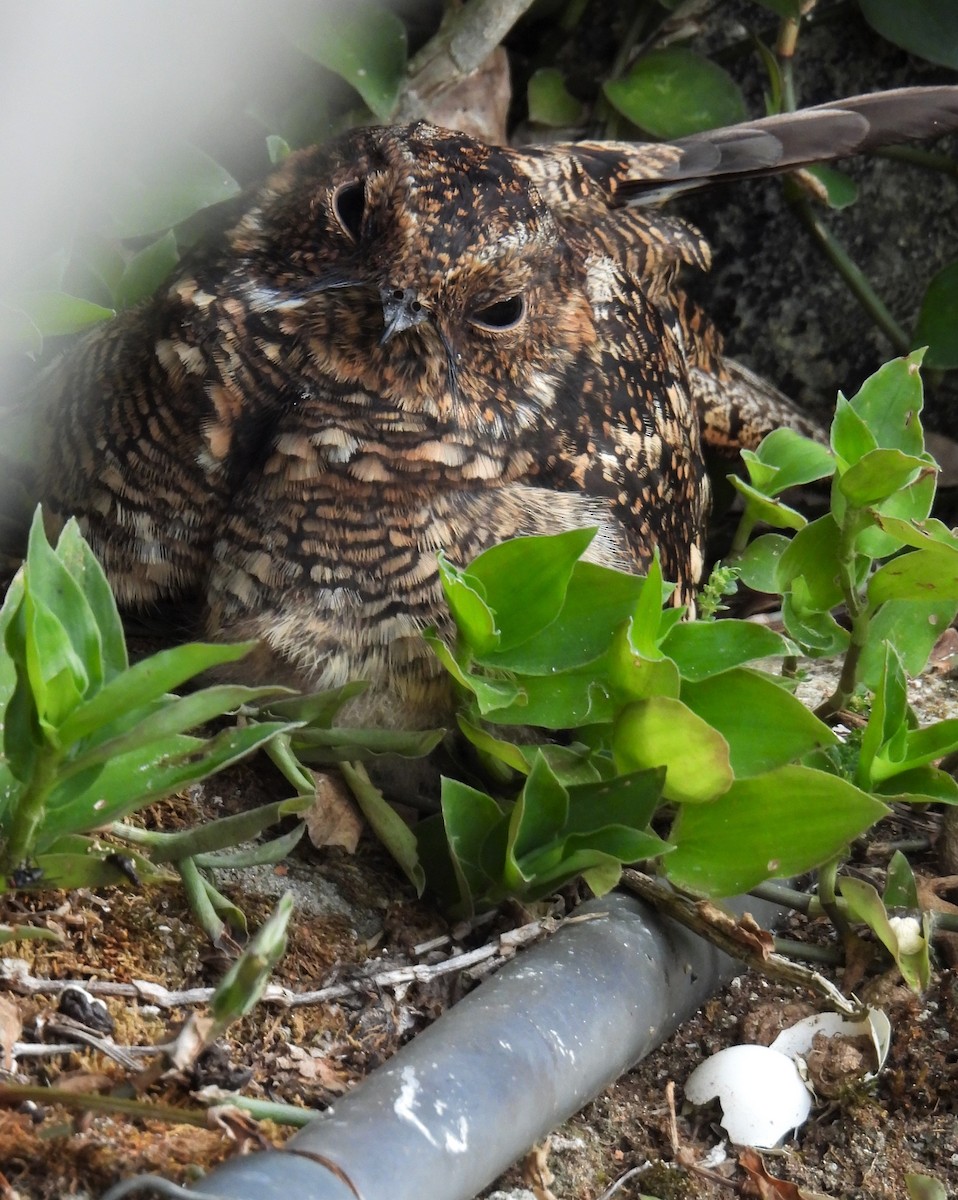 Band-winged Nightjar - ML613877346