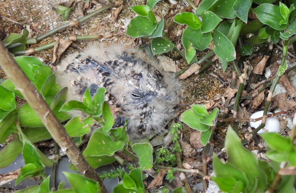 Band-winged Nightjar - ML613877348