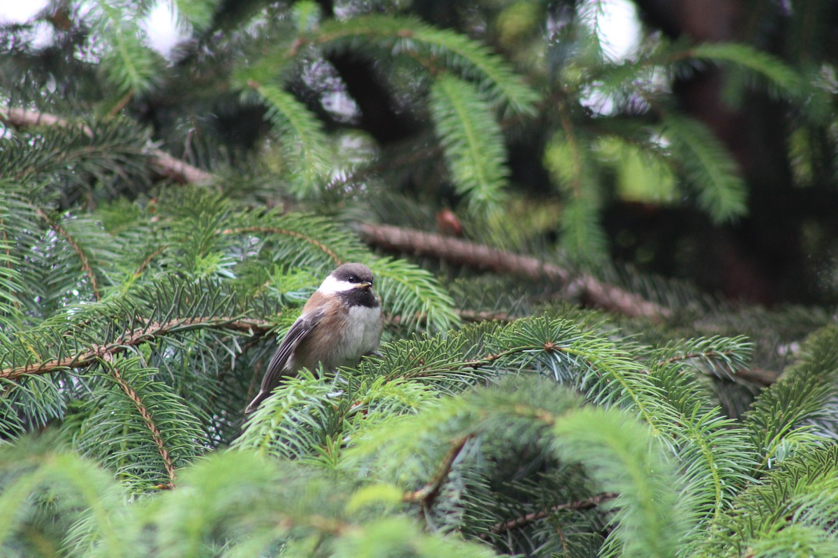 Chestnut-backed Chickadee - J Millsaps