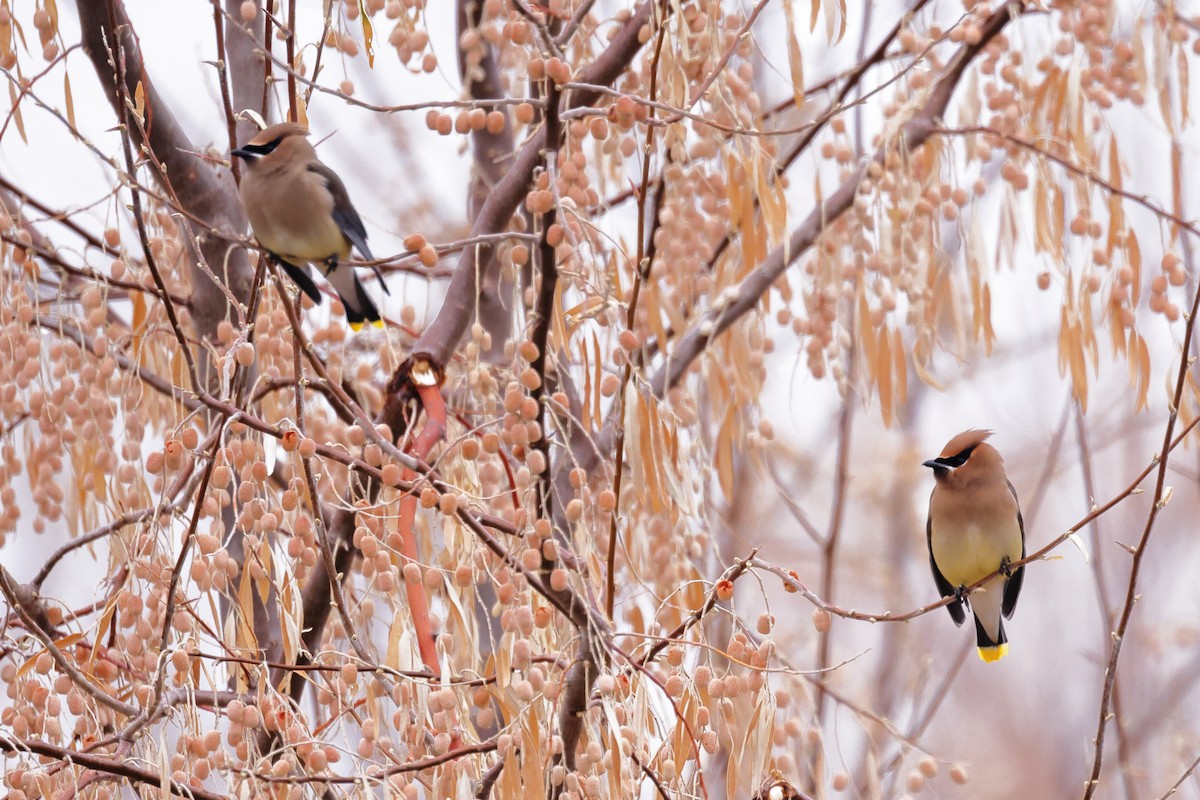 Cedar Waxwing - ML613877410