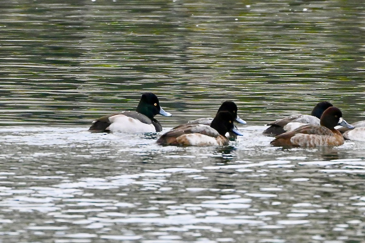 Ring-necked Duck x scaup sp. (hybrid) - ML613877430