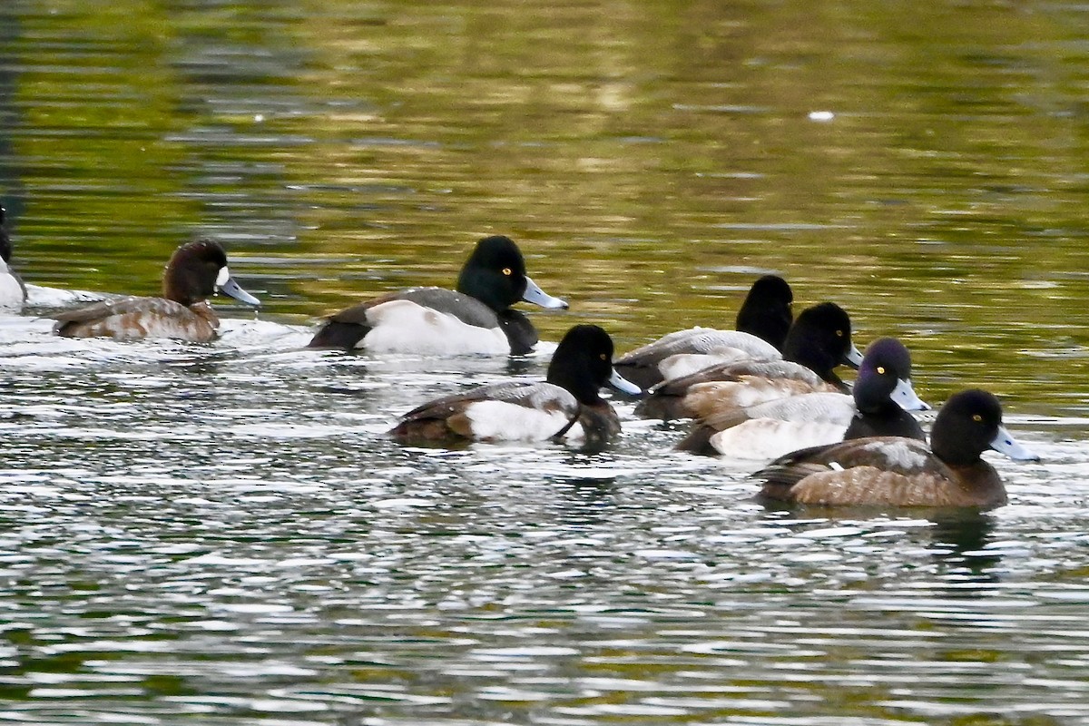 Ring-necked Duck x scaup sp. (hybrid) - ML613877438