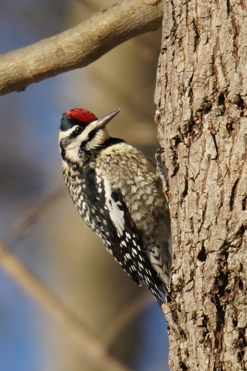 Yellow-bellied Sapsucker - ML613877442