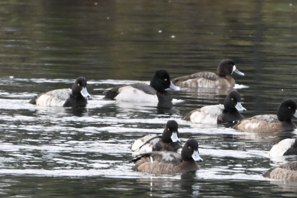 Ring-necked Duck x scaup sp. (hybrid) - ML613877448