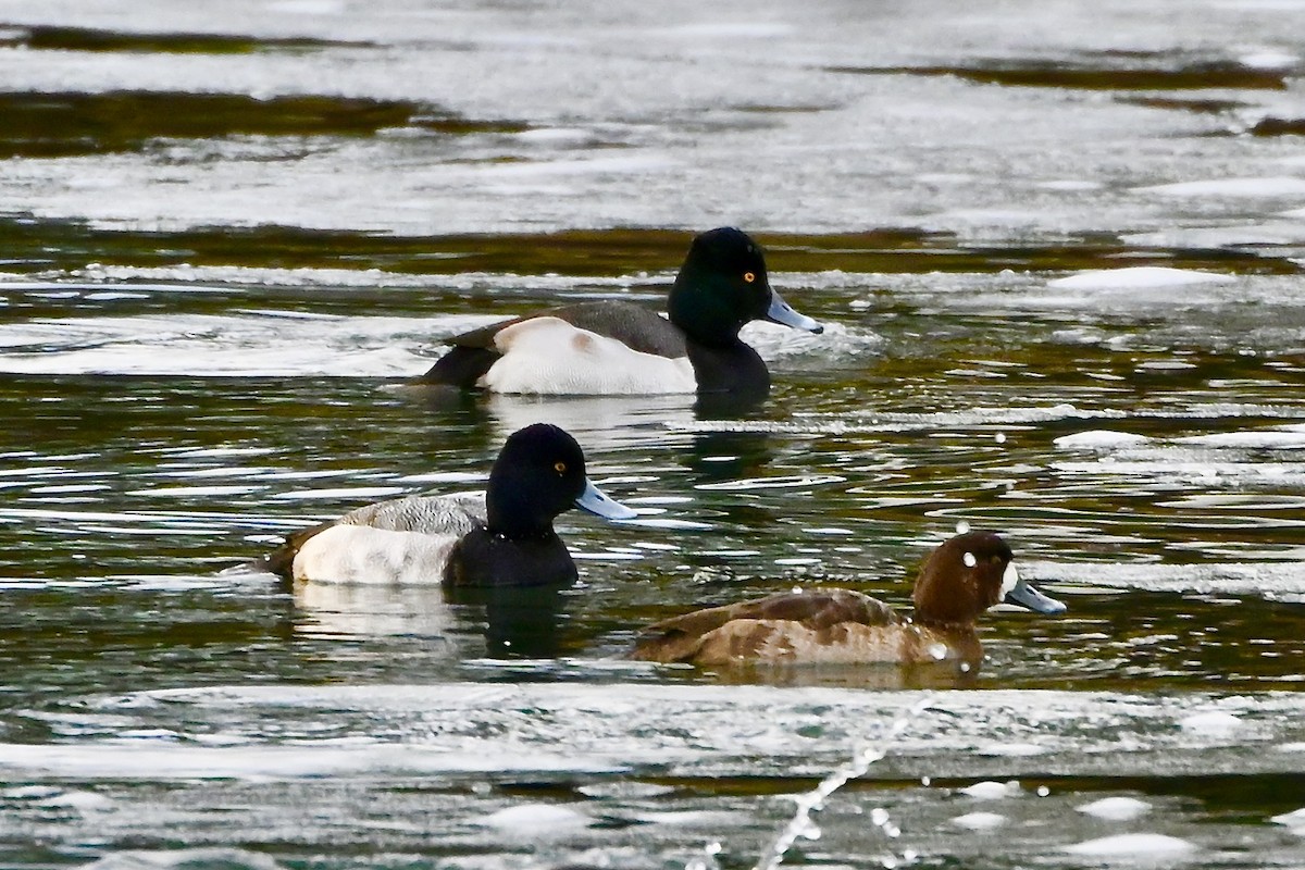 Ring-necked Duck x scaup sp. (hybrid) - ML613877465