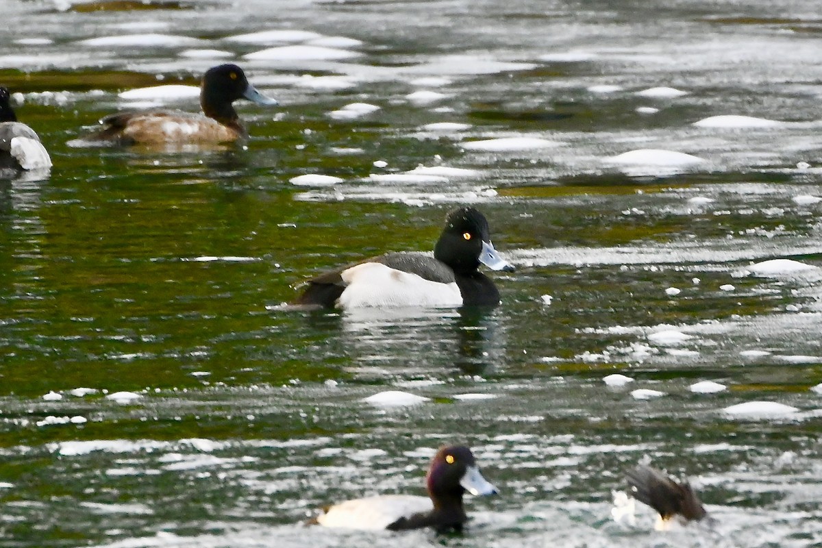 Ring-necked Duck x scaup sp. (hybrid) - ML613877471