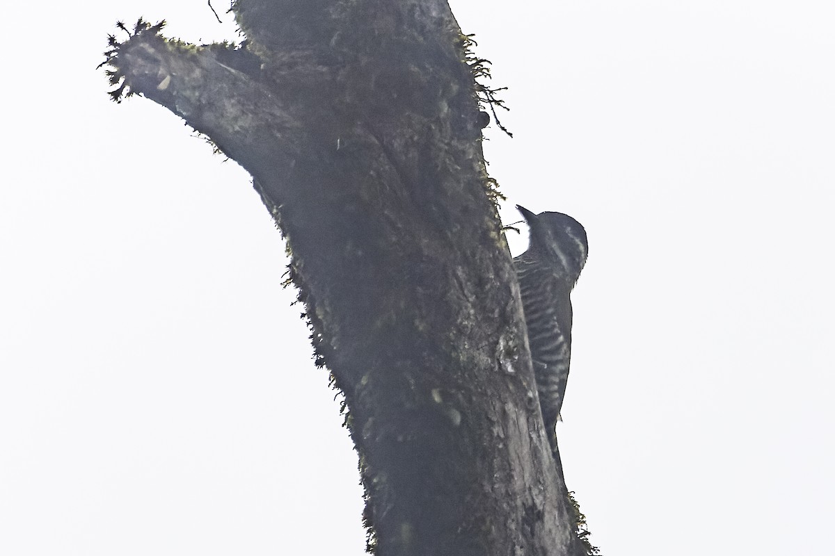 Bar-bellied Woodpecker - Doug Bryant