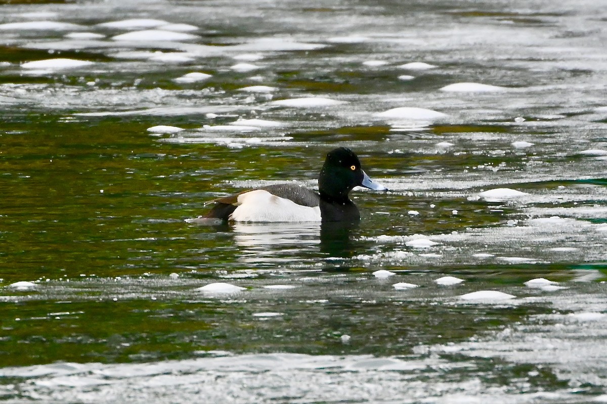 Ring-necked Duck x scaup sp. (hybrid) - Geoffrey Newell