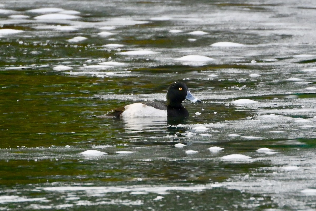 Ring-necked Duck x scaup sp. (hybrid) - ML613877484