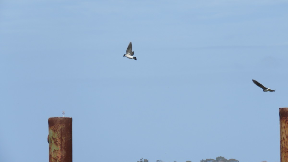 Chilean Swallow - su ortali