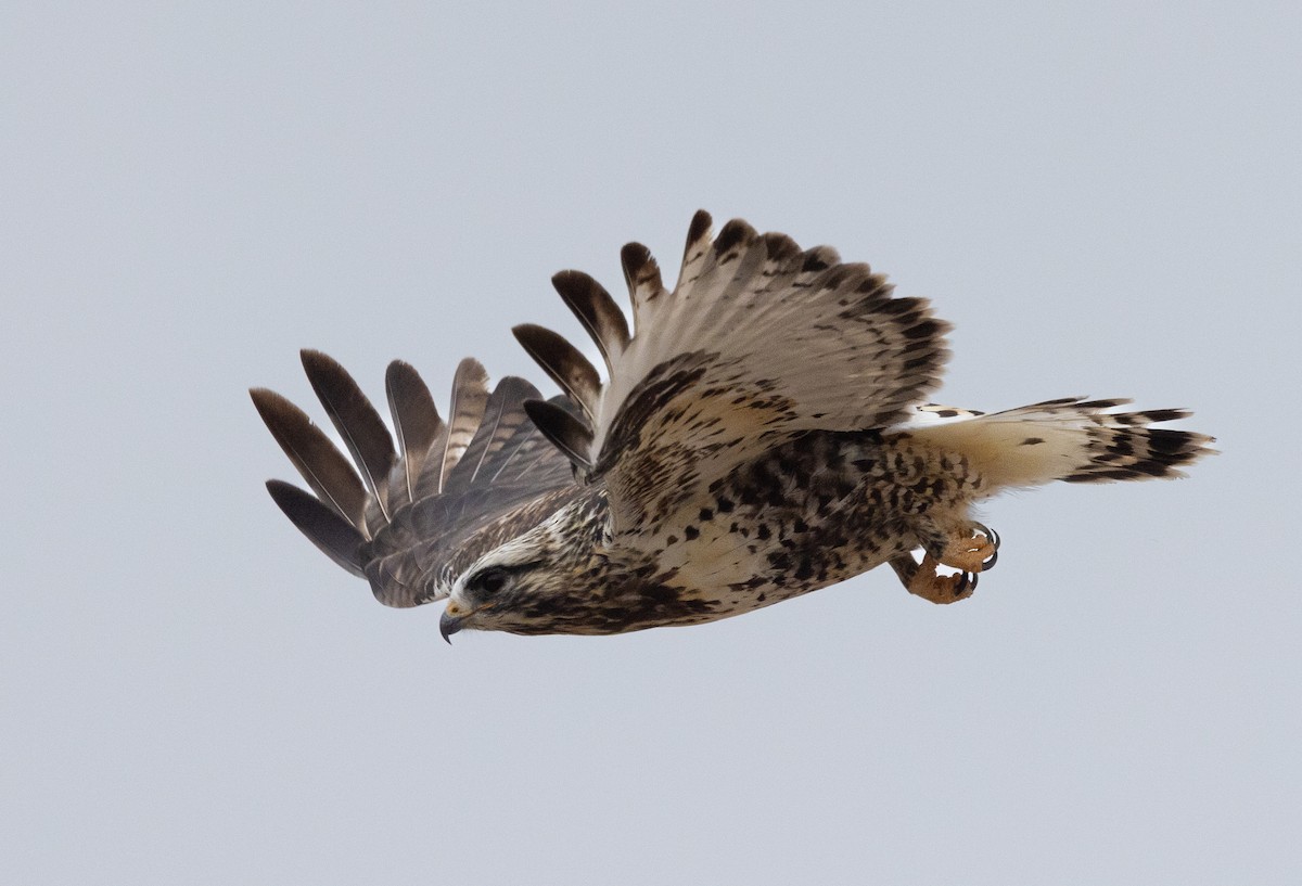 Rough-legged Hawk - Steve Sherman