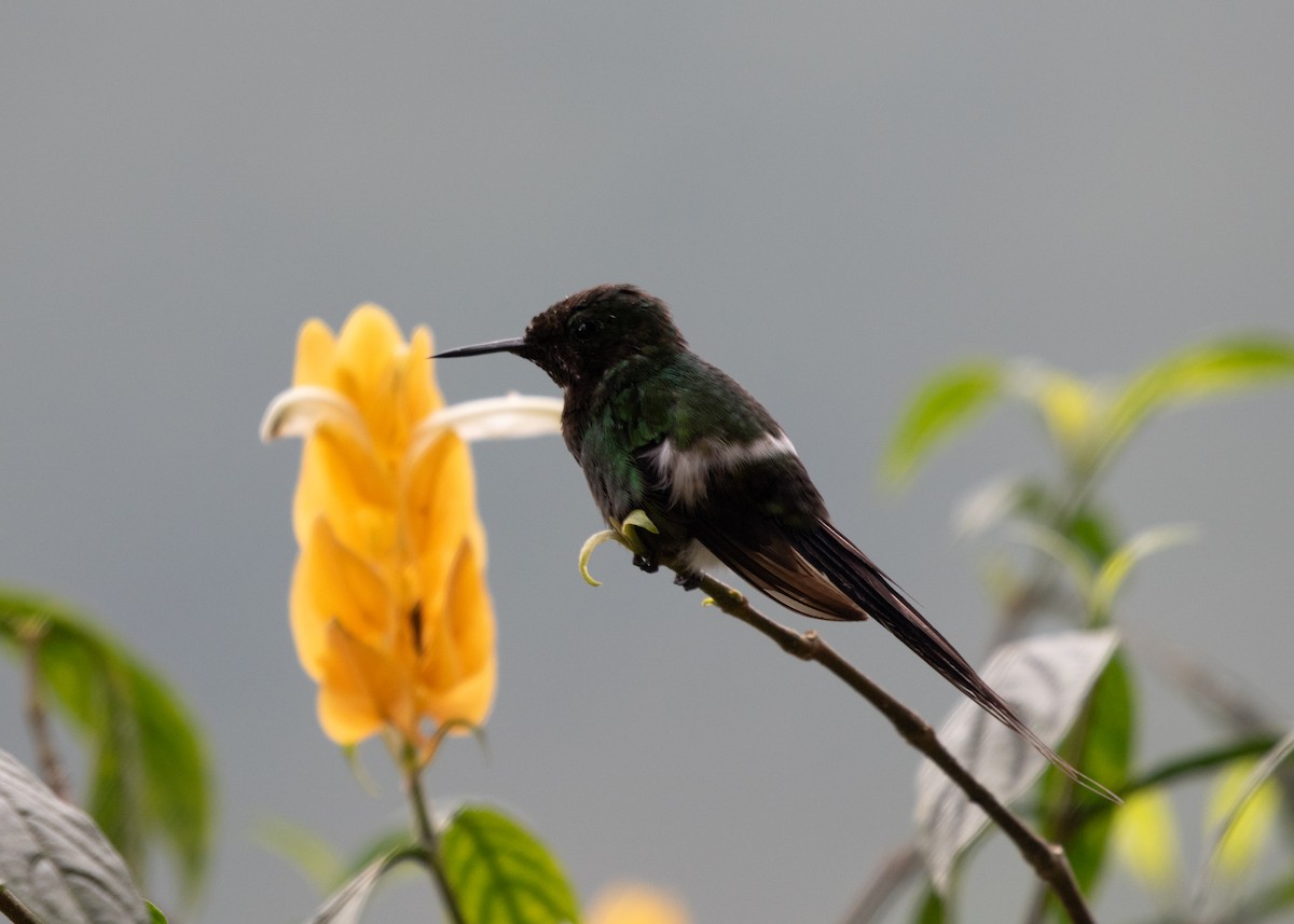 kolibřík trnoocasý - ML613877644