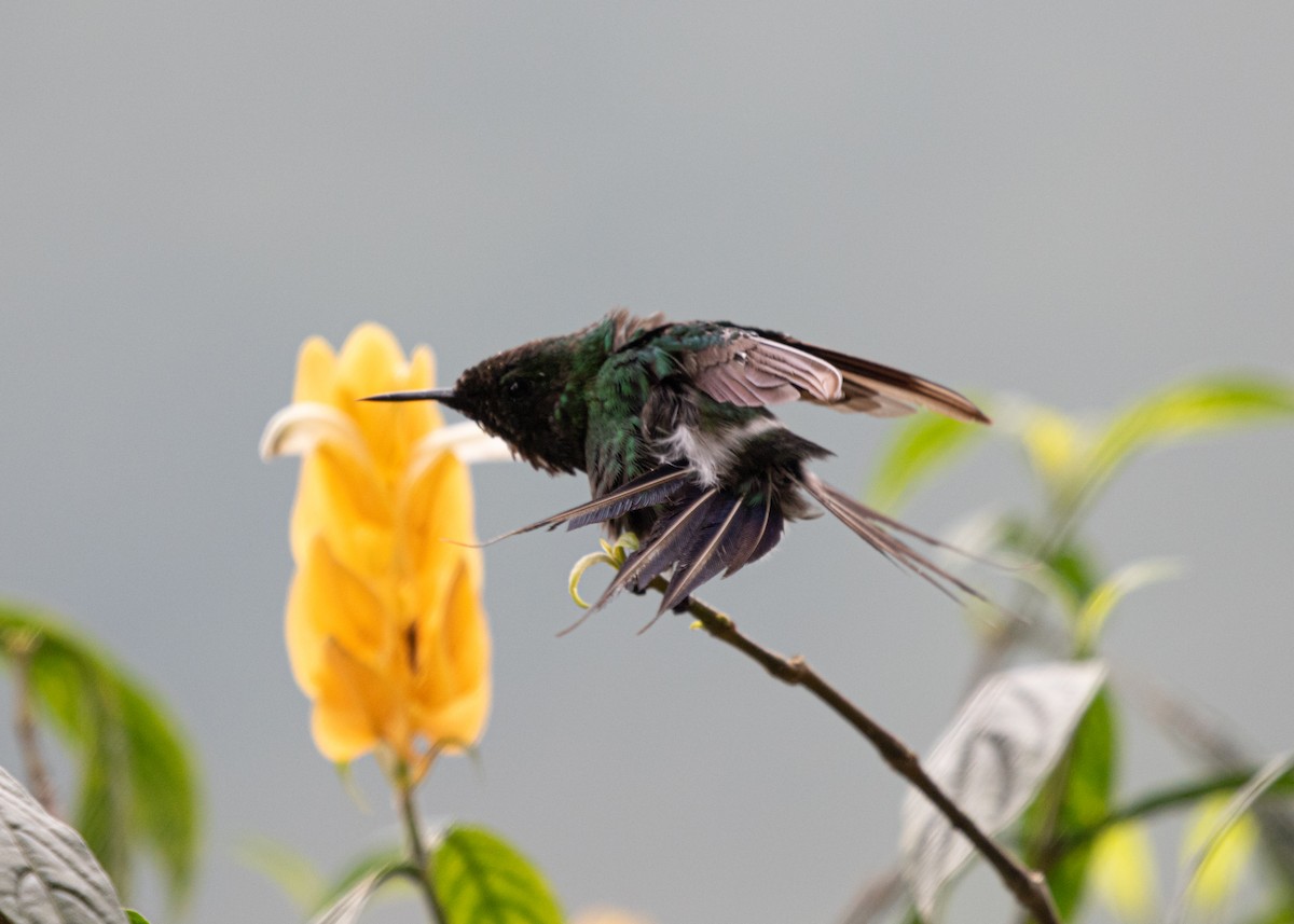 kolibřík trnoocasý - ML613877645