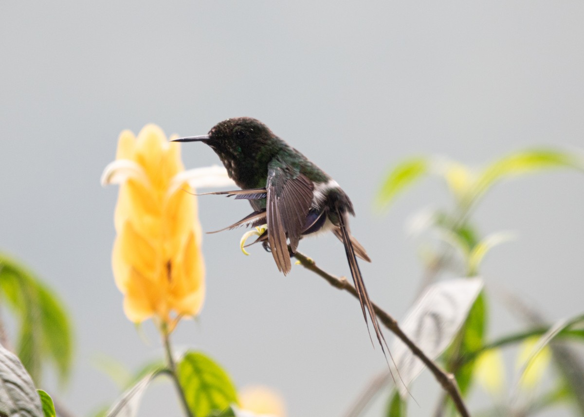 kolibřík trnoocasý - ML613877647