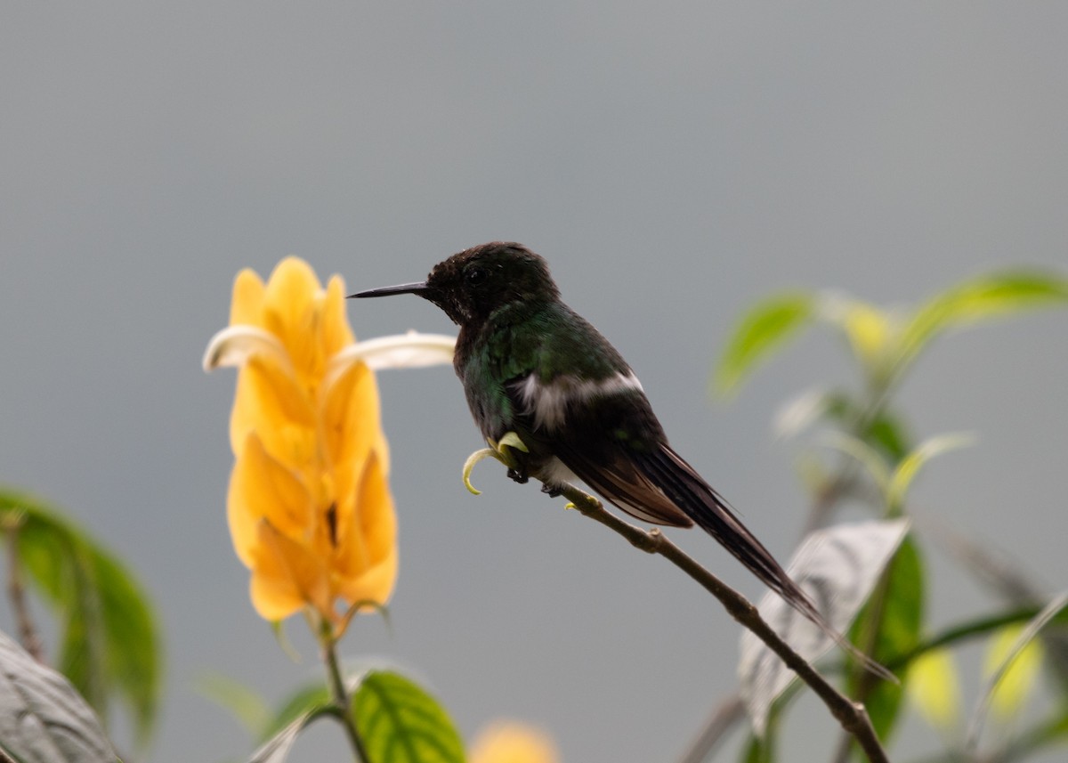 kolibřík trnoocasý - ML613877648