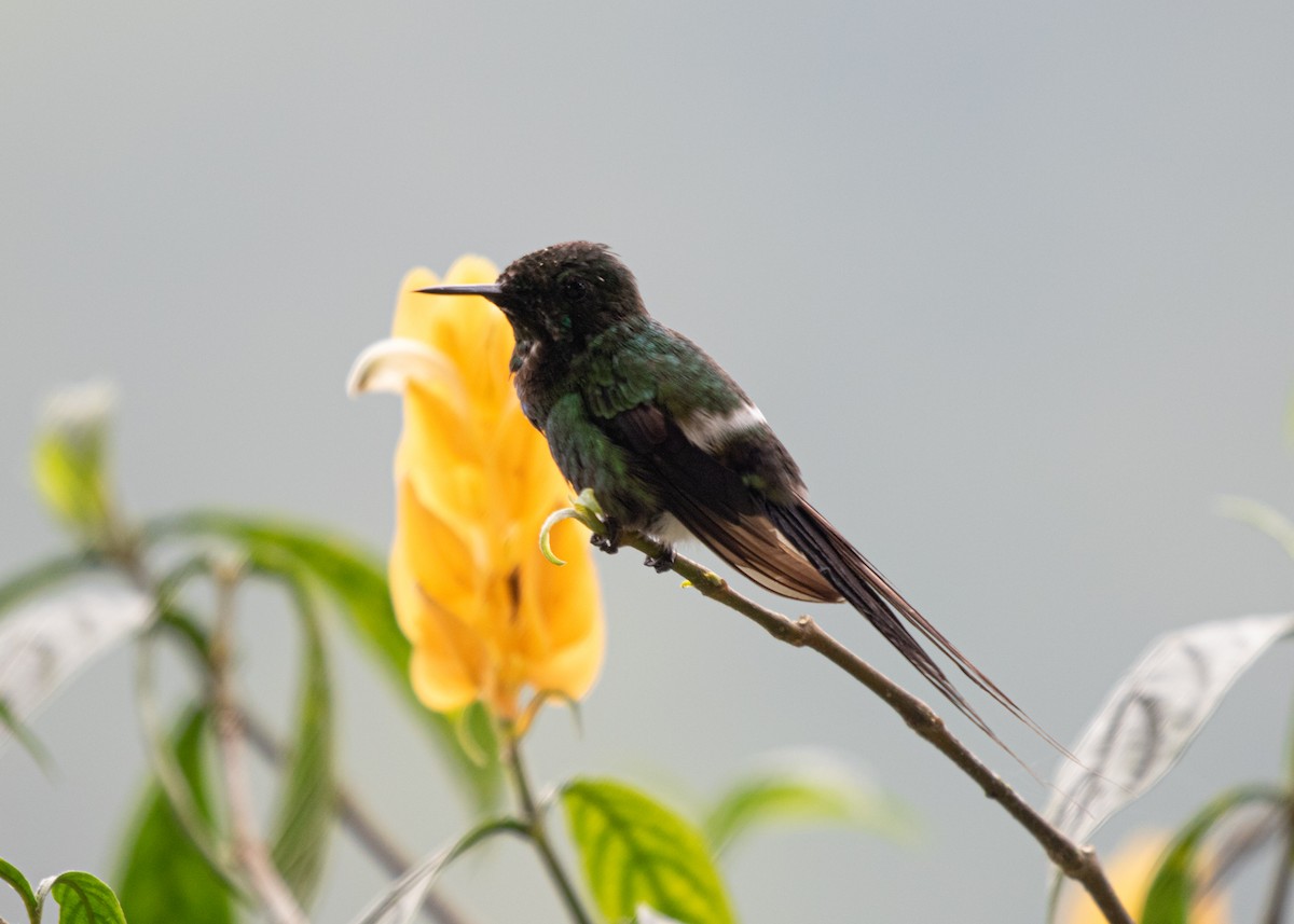 kolibřík trnoocasý - ML613877649