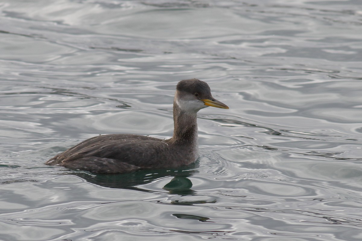 Red-necked Grebe - ML613877692