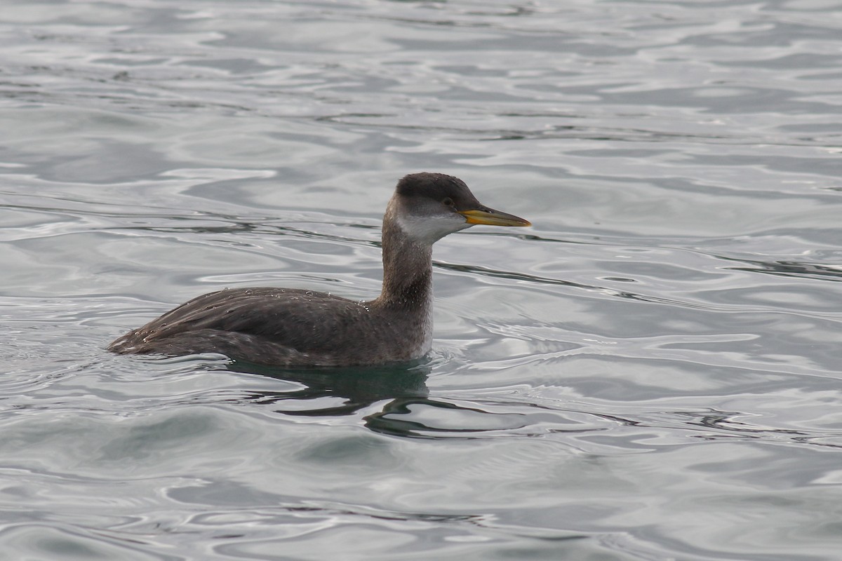 Red-necked Grebe - ML613877693