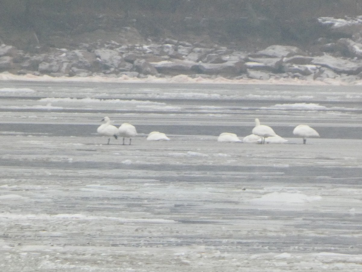 Tundra Swan - ML613877705